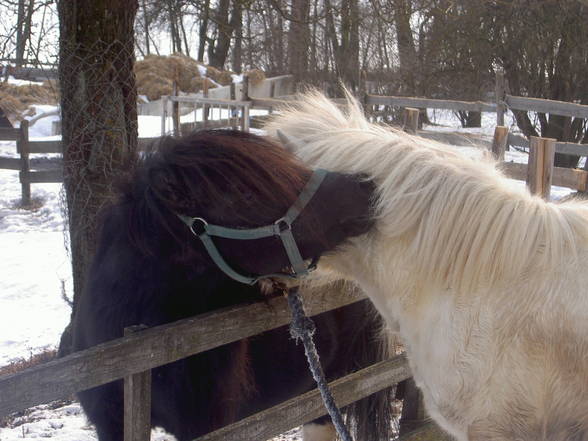 Mein Pony - 