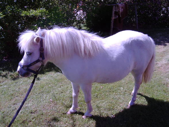 Mein Pony - 