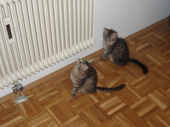 Katzenkinder - 