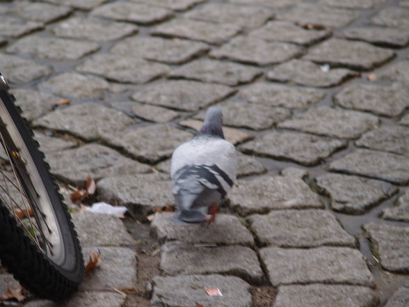 Carmen in Hamburg - 