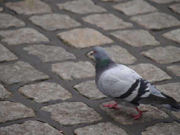 Carmen in Hamburg - 