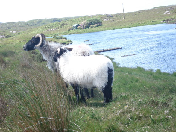 beautiful ireland - 