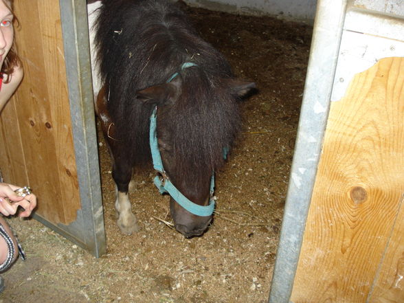 Reiten^^ - 