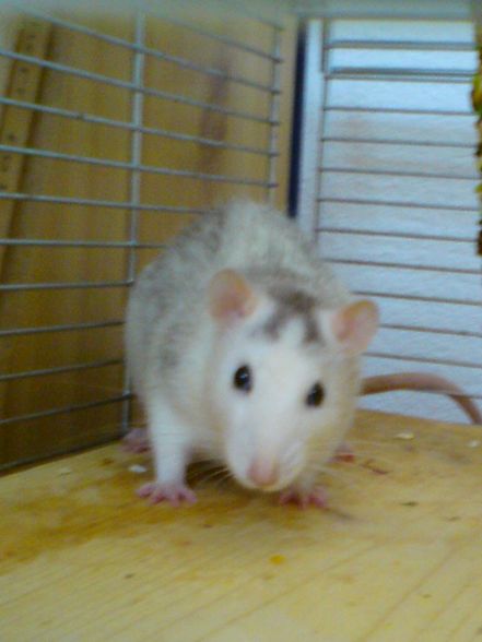 Meine Ratte.. - 