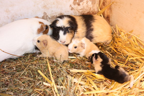 Unsere Babies - 