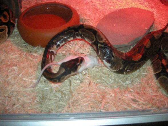 Meine Schlangen - 