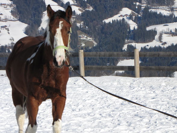 SNOWY HAWK BANDIT - 