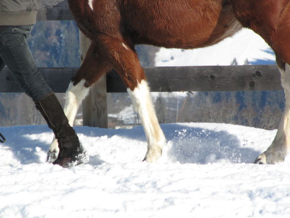 SNOWY HAWK BANDIT - 