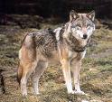 Wolf - 