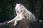 Wolf - 