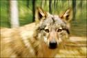 Wolf - 