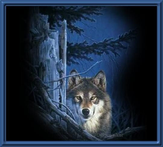 Wolf - 
