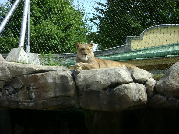 °*°Tiergarten Schönbrunn 31 - 