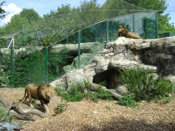 °*°Tiergarten Schönbrunn 31 - 