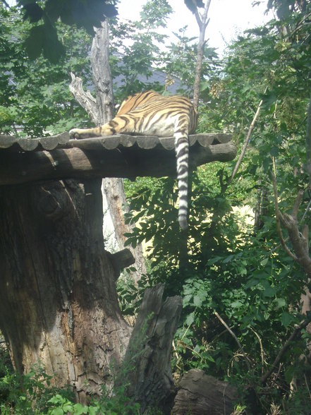 °*°Tiergarten Schönbrunn 31 - 