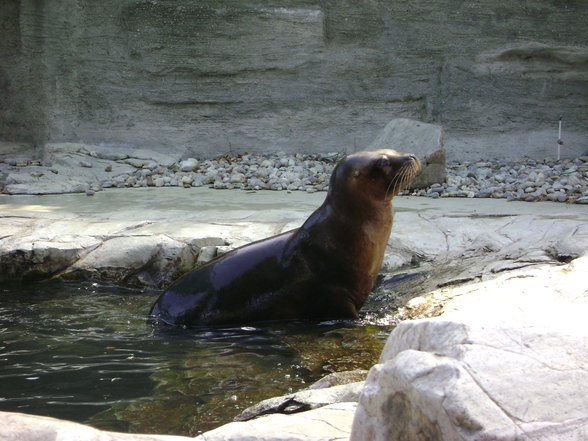 °*°Tiergarten Schönbrunn 31 - 