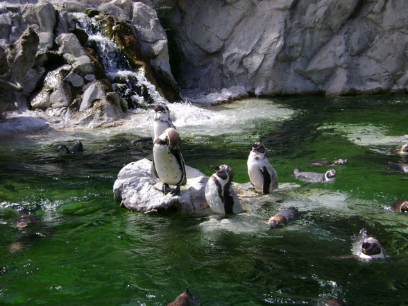 °*°Tiergarten Schönbrunn 31 - 