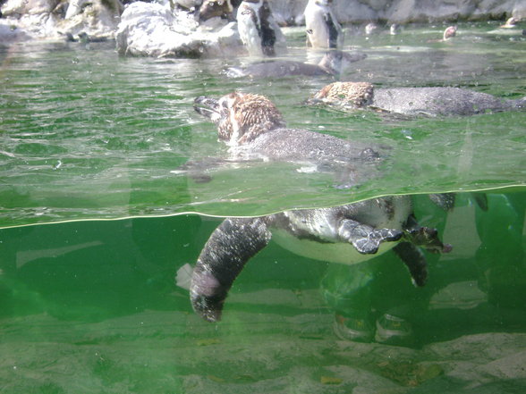 °*°Tiergarten Schönbrunn 31 - 