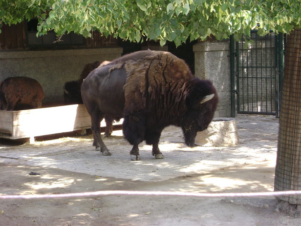 °*°Tiergarten Schönbrunn 31 - 