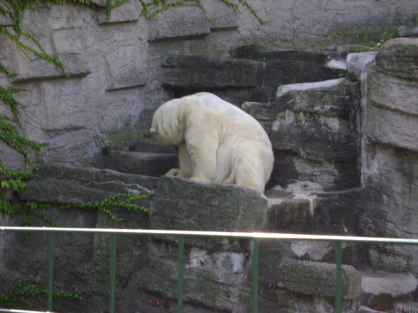 °*°Tiergarten Schönbrunn 31 - 