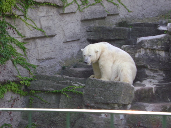 °*°Tiergarten Schönbrunn 31 - 