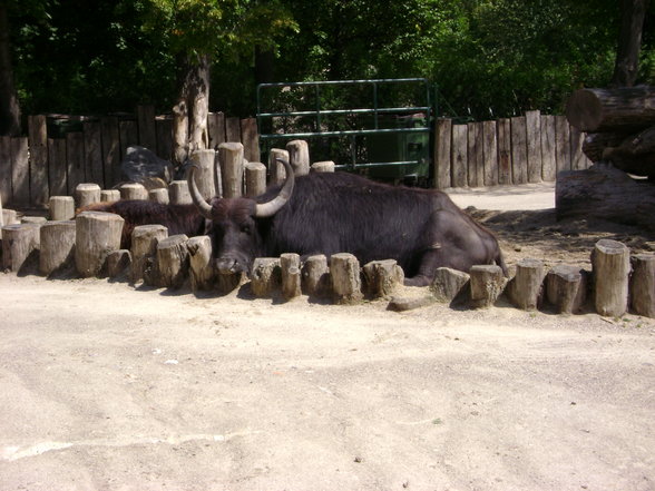 °*°Tiergarten Schönbrunn 31 - 