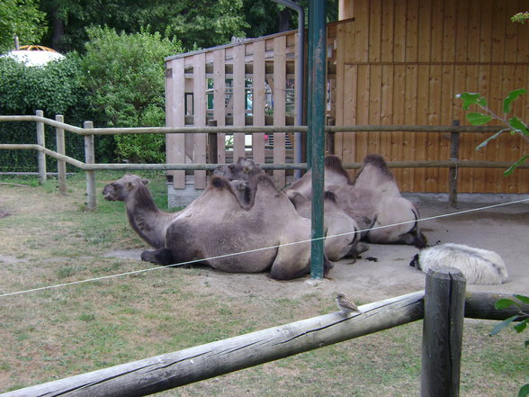 °*°Tiergarten Schönbrunn 31 - 