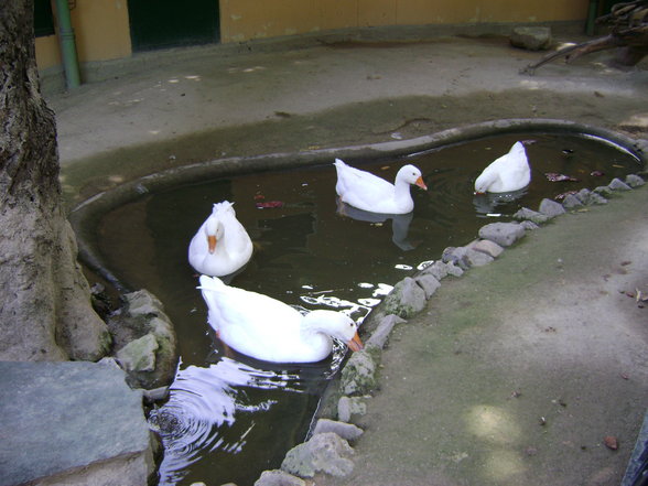 °*°Tiergarten Schönbrunn 31 - 