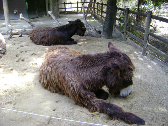 °*°Tiergarten Schönbrunn 31 - 