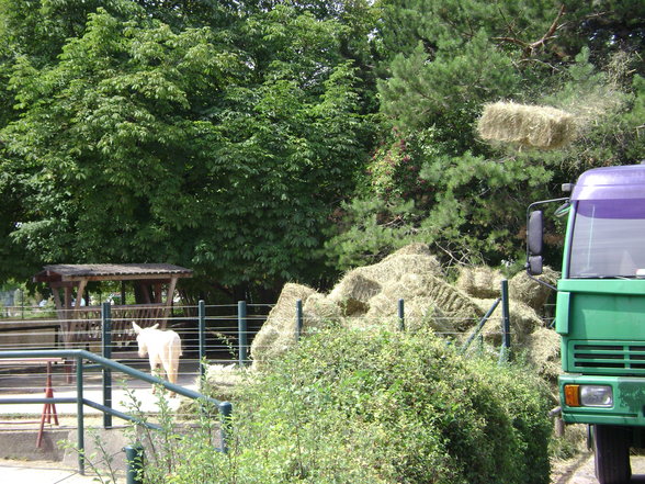 °*°Tiergarten Schönbrunn 31 - 