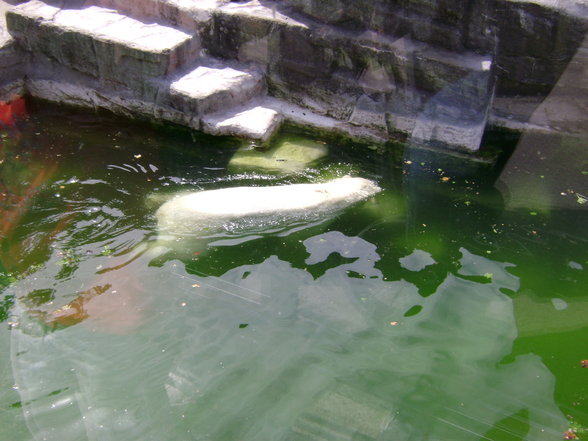 °*°Tiergarten Schönbrunn 31 - 