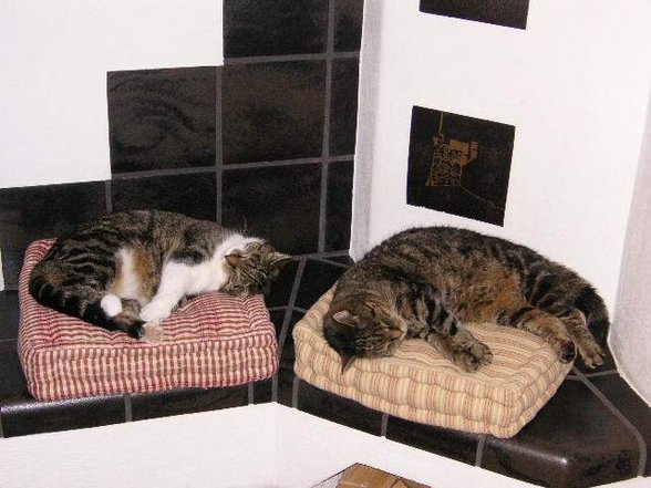 Unsere Katzen - 