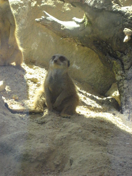 Tierpark Pöstlingberg - 