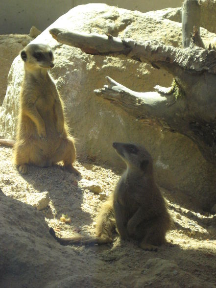 Tierpark Pöstlingberg - 