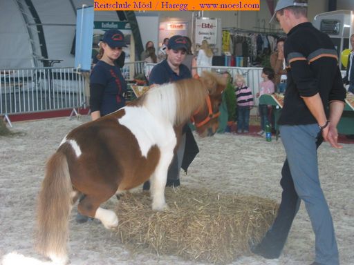 Amadeus Horse Indoors 12. - 15.10.2006 - 