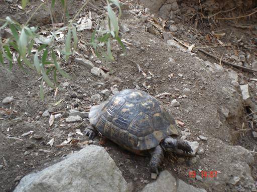 Lesvos ((Lesbos))-Griechenland! - 