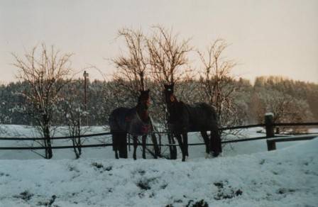 Meine Tiere - 