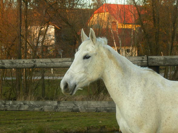 Seelenbalsam auf 4 hufe... - 