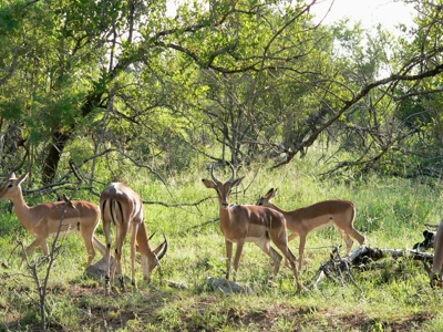 South Africa - Krüger Park - 