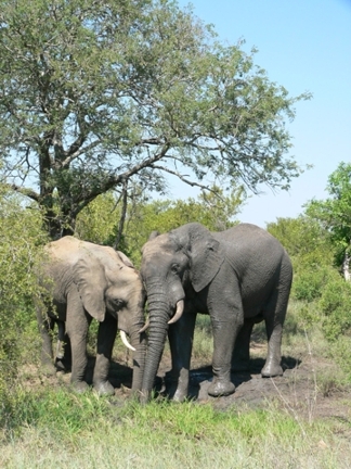 South Africa - Krüger Park - 