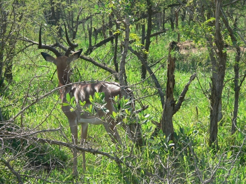 South Africa - Krüger Park - 