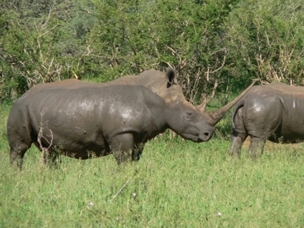 South Africa - Krüger Park - 