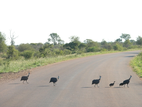 South Africa - Krüger Park - 