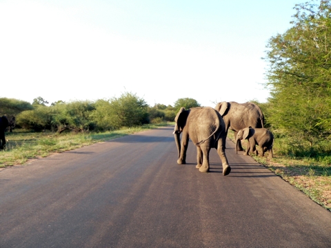 South Africa - Krüger Park - 