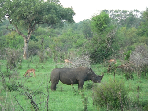 South Africa - Krüger Park - 