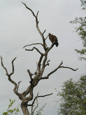 South Africa - Krüger Park - 