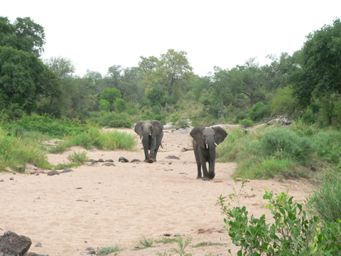 South Africa - Krüger Park - 