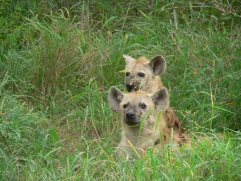 South Africa - Krüger Park - 