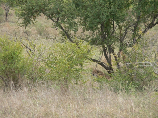 South Africa - Krüger Park - 