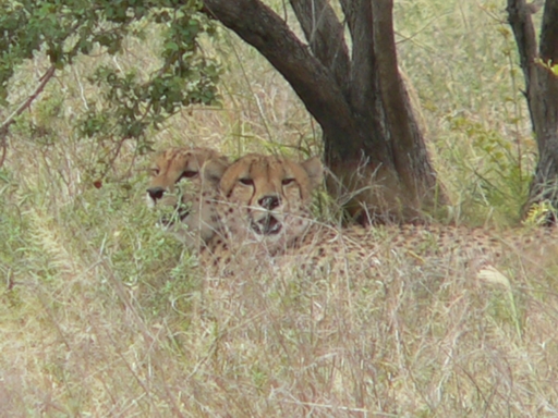 South Africa - Krüger Park - 